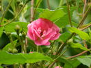 DSCN8541
