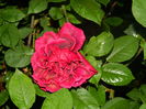 DSCN8612