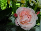 DSCN8688