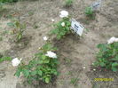 SAM_3038