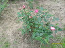 SAM_3039