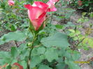 SAM_3050