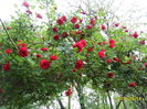 SAM_3062
