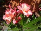 irezistibilul Chopin (11)