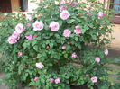 DSCF4830