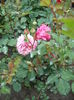 DSCF4799