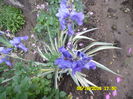 Iris variegat (frunze vargate)