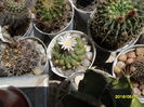 SAM_2972