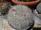 SAM_2975