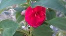 WP_20160423_16_17_48_Pro
