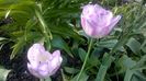 WP_20160423_16_53_44_Pro