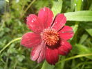 Cosmos atrosanguineus (2015, July 14)