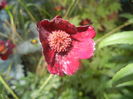 Cosmos atrosanguineus (2015, July 14)