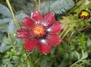 Cosmos atrosanguineus (2015, July 14)