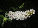 Buddleja davidii White (2015, Jul.15)