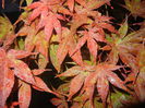 Acer palmatum Bloodgood (2015, Jul.15)