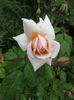 Perle d'Or