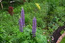 Lupin_multumesc Aurelia !