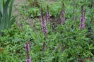 Salvia Rose Queen