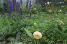 Salvia May Nacht si Teasing Georgia