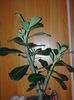 adenium rosu , planta matura 40 cm