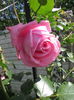 Coral Dawn