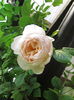 Uetersener Klosterrose