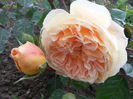 crown princess margareta