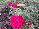 sophy s rose