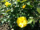 friesia