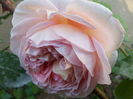 a shropshire