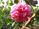 mary rose