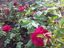 sophy s rose