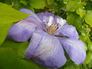 Mrs. Chalmondeley