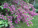weigela Pink Princess