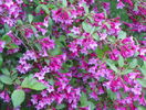 weigela Pink Princess