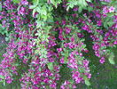 weigela Pink Princess