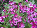 weigela Pink Princess