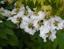 viburnum plic. Lanarth