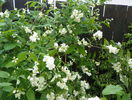 philadelphus coronarius