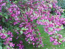 weigela Pink Princess