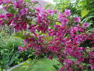 weigela Pink Princess