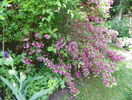 weigela Pink Princess
