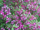 weigela Pink Princess