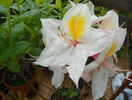 azalea Arima