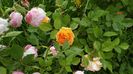 IMG_20160517_174417