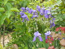 iris pallida