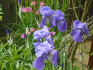 iris pallida