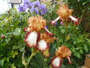 Kilt Lilt si iris pallida