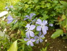 phlox divaricatus